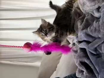 Y.S 様のお迎えした子猫
