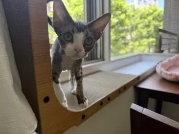 Lily 様のお迎えした子猫