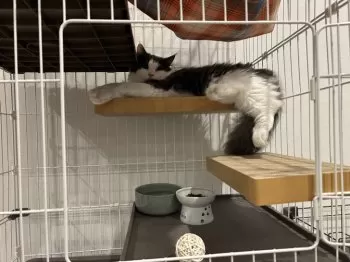 A.Y 様のお迎えした子猫