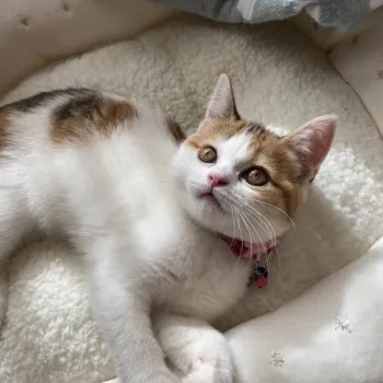 よもぎ 様のお迎えした子猫