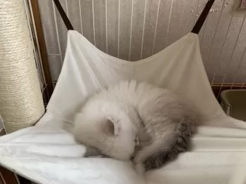 M.Ｉ 様のお迎えした子猫