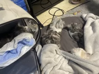 M.Y 様のお迎えした子猫