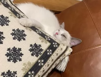 bluemoon 様のお迎えした子猫