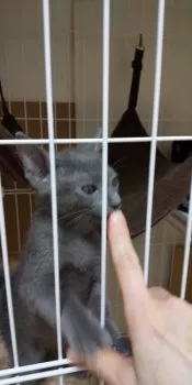 バタートースト 様のお迎えした子猫