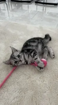 誠 様のお迎えした子猫