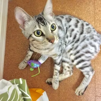 マホママ♡ 様のお迎えした子猫