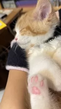 MIMI 様のお迎えした子猫