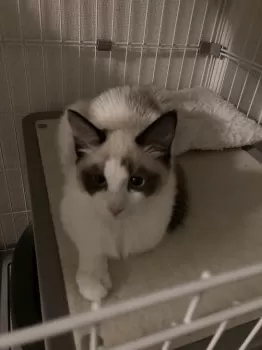 S.O 様のお迎えした子猫