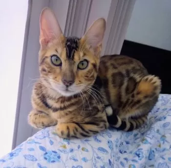 S.S 様のお迎えした子猫