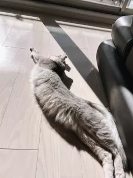 R.O 様のお迎えした子猫
