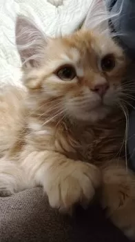 みやもん 様のお迎えした子猫
