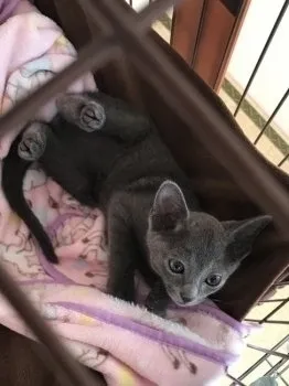 みれにゃん 様のお迎えした子猫