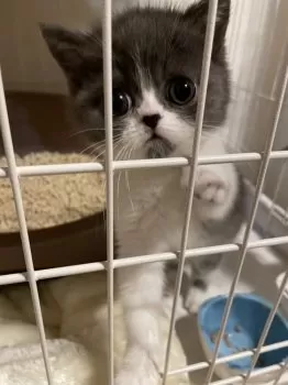 T.O 様のお迎えした子猫