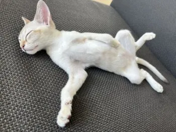 H.Y 様のお迎えした子猫