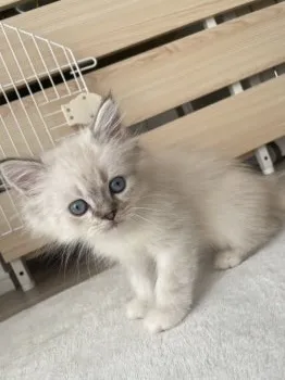 R10 様のお迎えした子猫