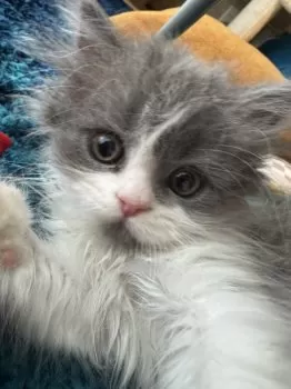 N.O 様のお迎えした子猫