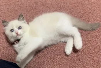 あっこ 様のお迎えした子猫