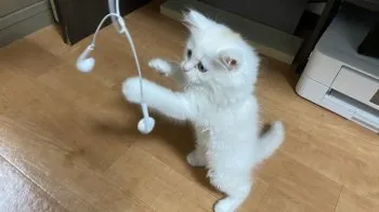 モリリン 様のお迎えした子猫