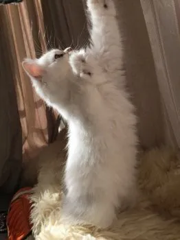 グリーンキャット 様のお迎えした子猫