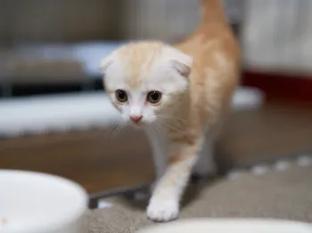 A.U 様のお迎えした子猫