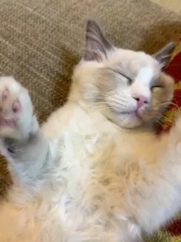 A.S 様のお迎えした子猫