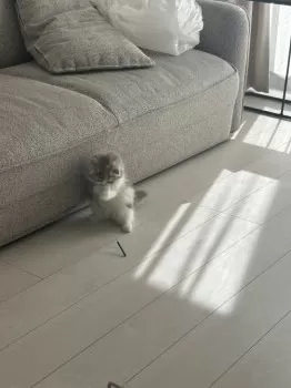 Y.A 様のお迎えした子猫