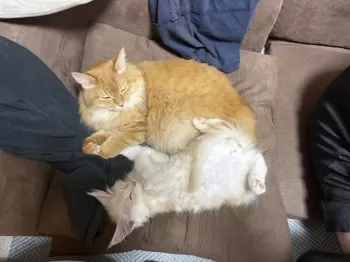 なお 様のお迎えした子猫