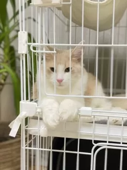 T.H 様のお迎えした子猫