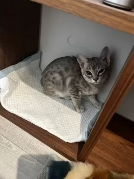 Yukkey 様のお迎えした子猫