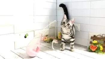 ちー 様のお迎えした子猫