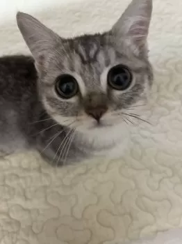 R.T 様のお迎えした子猫