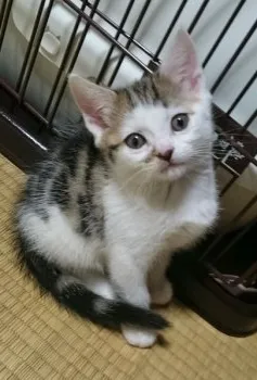 はるた まま 様のお迎えした子猫