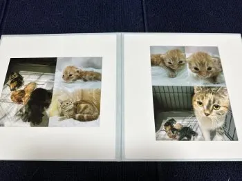 なおたろ 様のお迎えした子猫