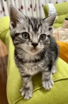 山ちゃん 様のお迎えした子猫