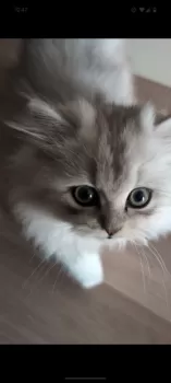 とみも 様のお迎えした子猫
