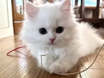 たじま 様のお迎えした子猫