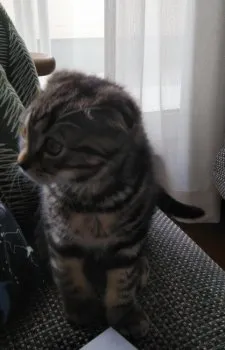 E.Ｉ 様のお迎えした子猫