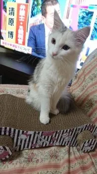 チャチャ 様のお迎えした子猫