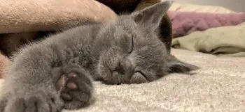 あい 様のお迎えした子猫