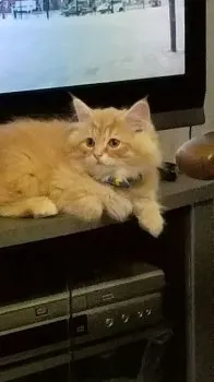 H.Ｉ 様のお迎えした子猫