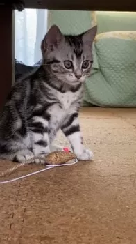 ISO 様のお迎えした子猫