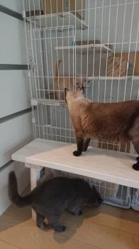 櫻 様のお迎えした子猫