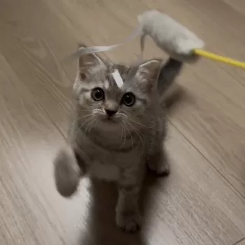 K.M 様のお迎えした子猫