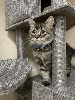 バナナウーマン 様のお迎えした子猫