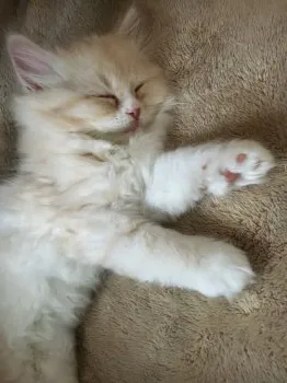 NH 様のお迎えした子猫