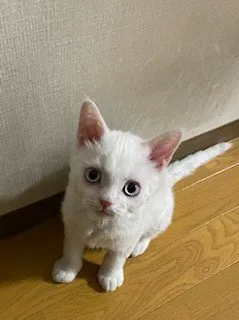 クニ 様のお迎えした子猫