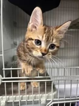 S.K 様のお迎えした子猫