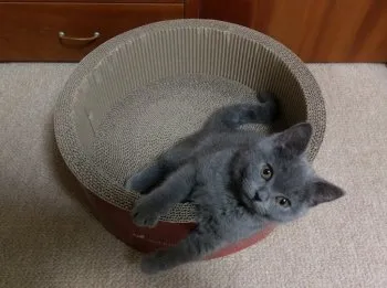 Abbey 様のお迎えした子猫