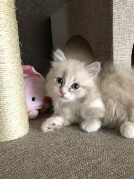 Ruruku Sato 様のお迎えした子猫