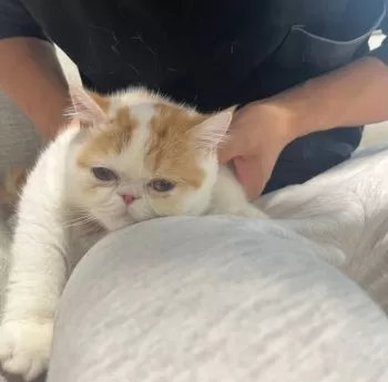 M.Ｉ 様のお迎えした子猫